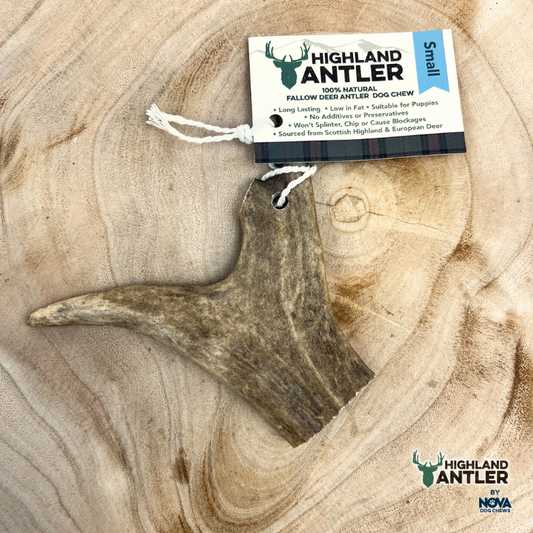 Fallow Deer Antlers