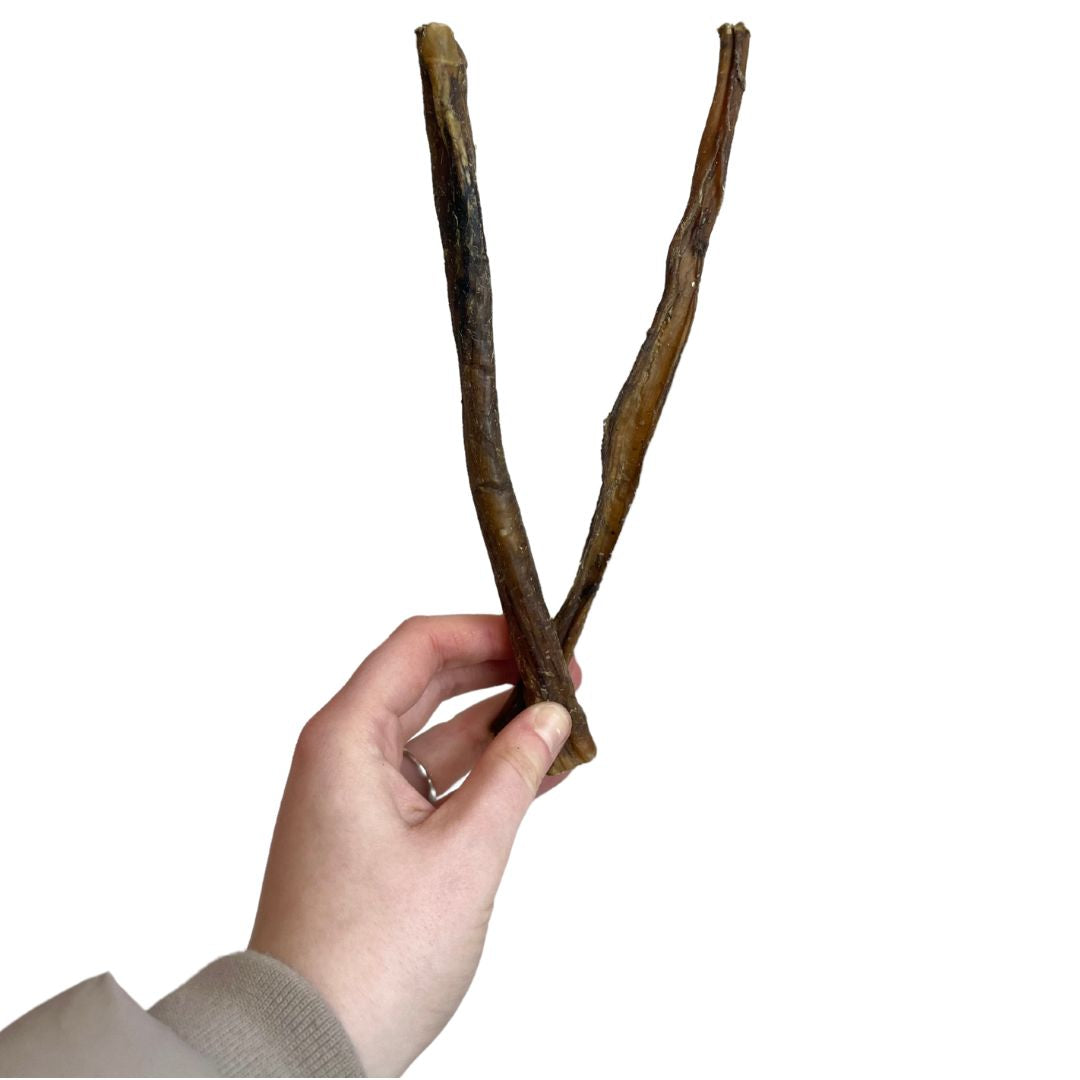 Buffalo Pizzle (approx 24cm)