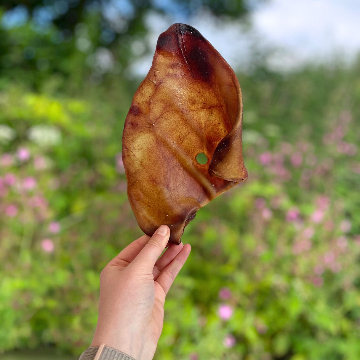 Pig Ears (5)