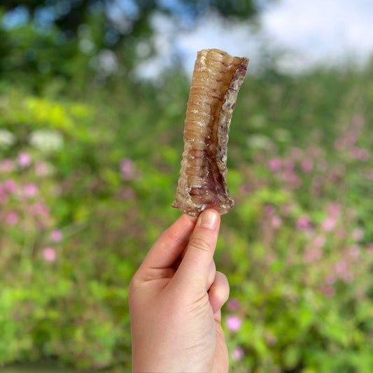 Beef Trachea (Single)