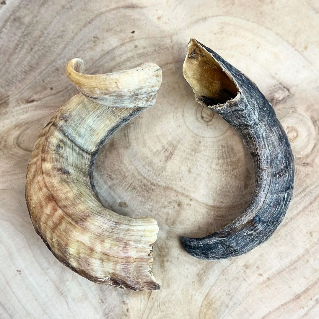 Lamb Horn (Mixed Sizes)