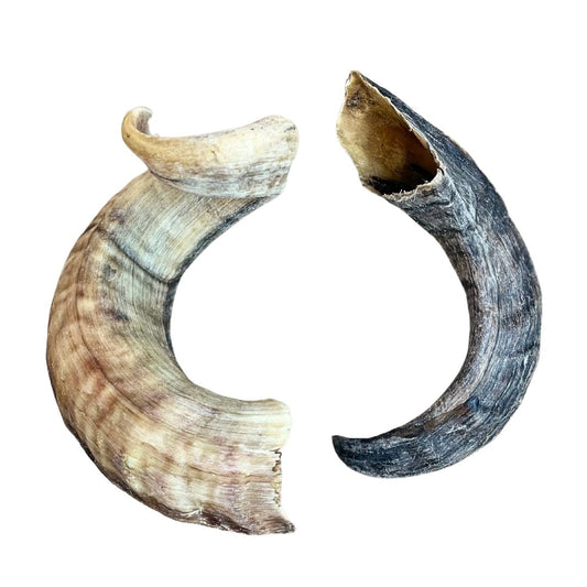 Lamb Horn (Mixed Sizes)