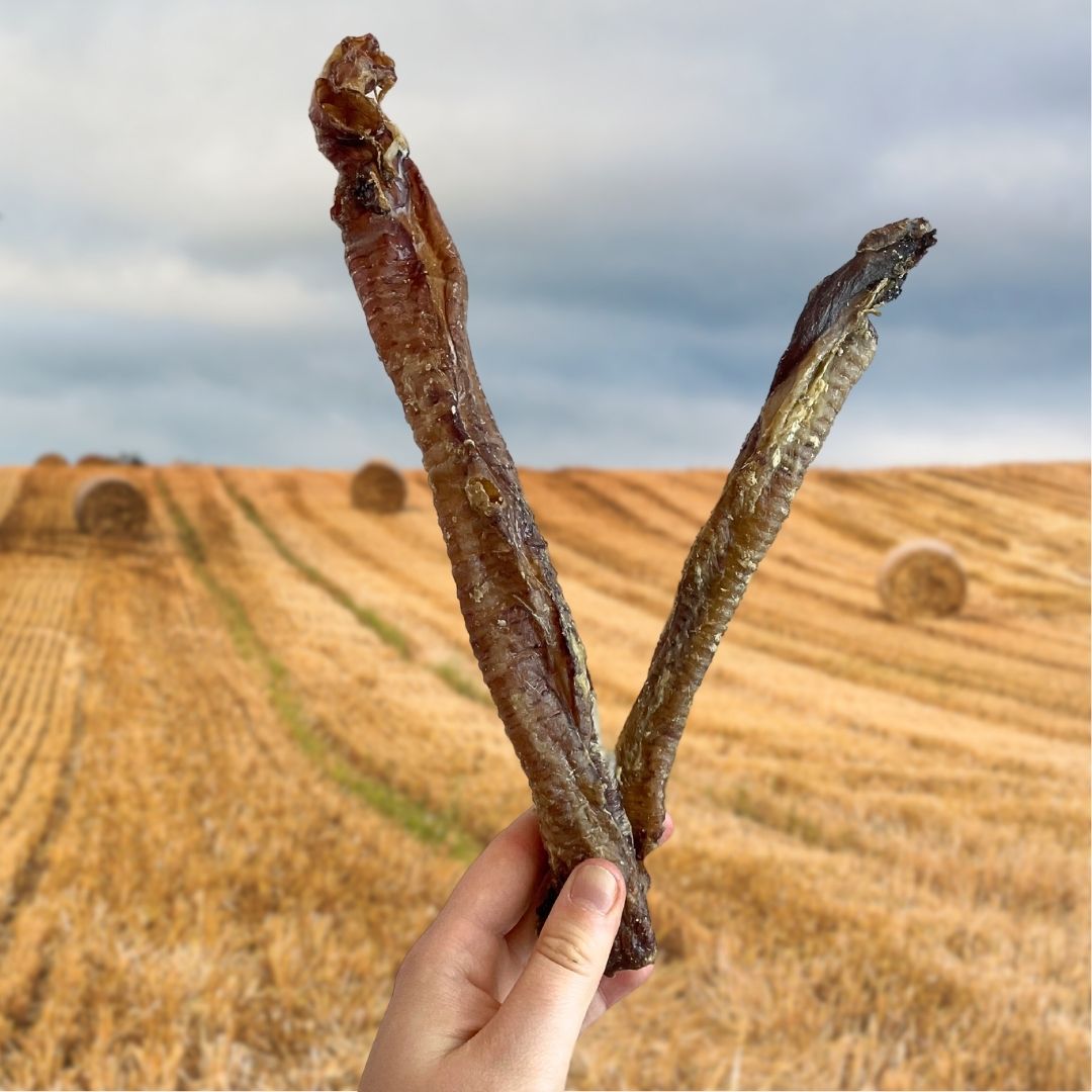 Goat Trachea