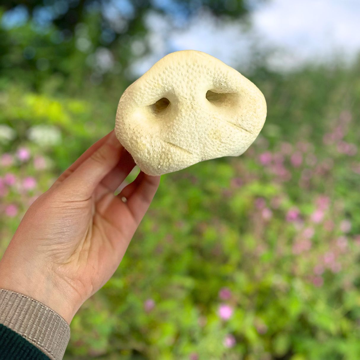 Puffed Pig Snouts (5)