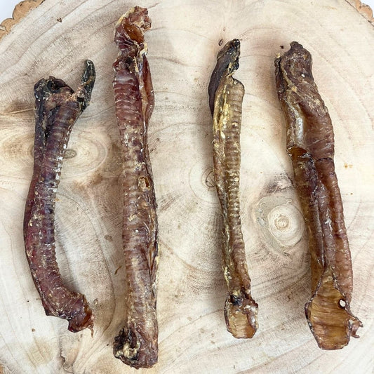 Goat Trachea